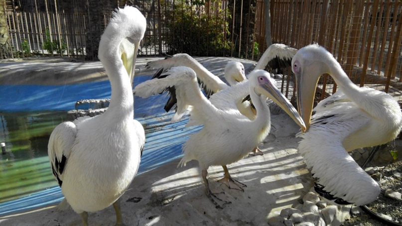 Лариса Васильева | Витебск