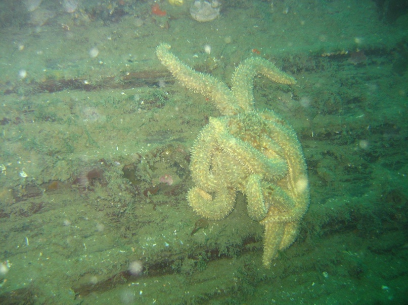 Алексей Янченко | Malmö