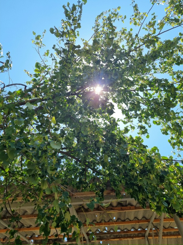 Лейла Гаджиева | Новосибирск