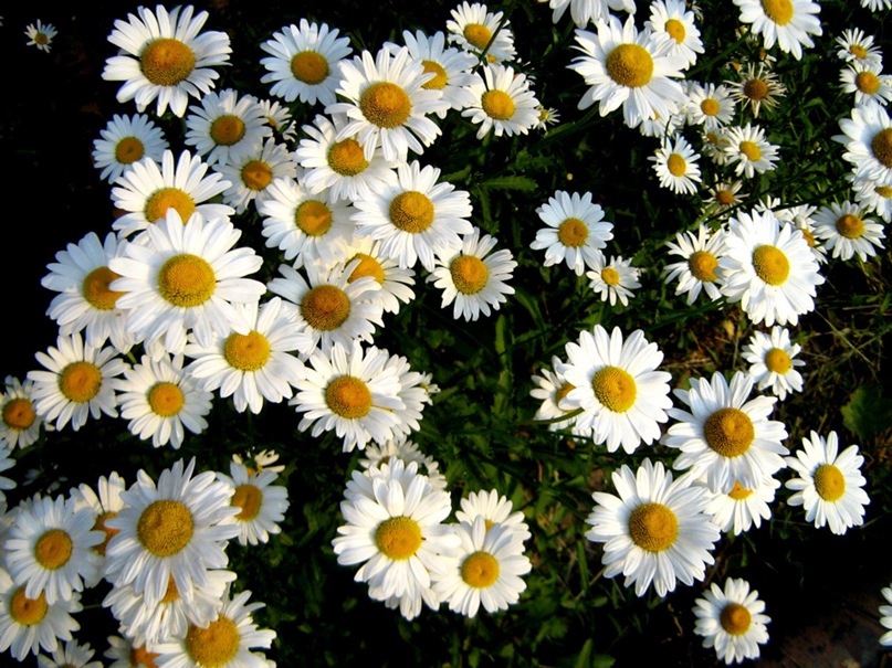 Надежда Золотарёва | Глазов