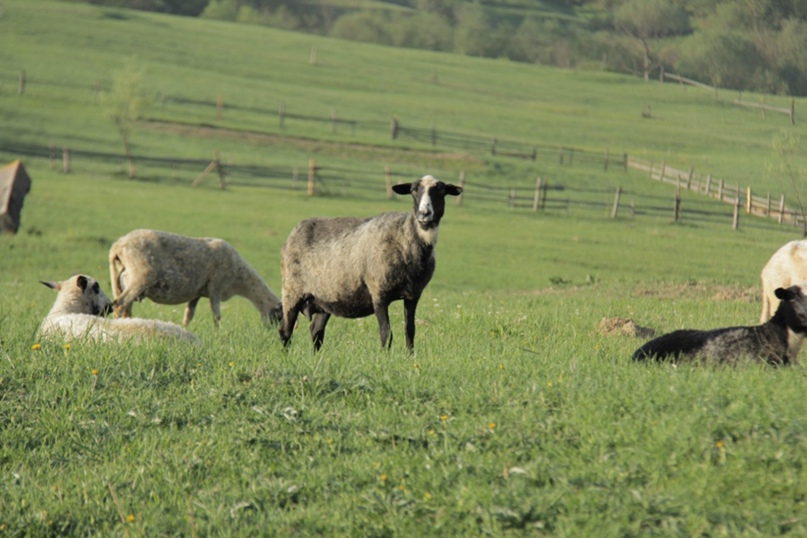 Дмитрий Борисенко < В І Д Е О З Й О М К А > |
