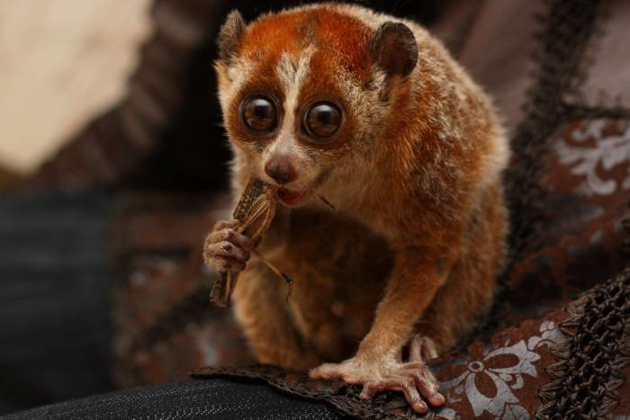 Сергей Иевлев | Тольятти