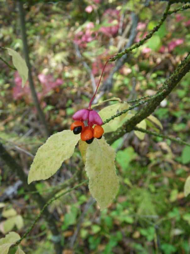 Оксана Симонова | Москва