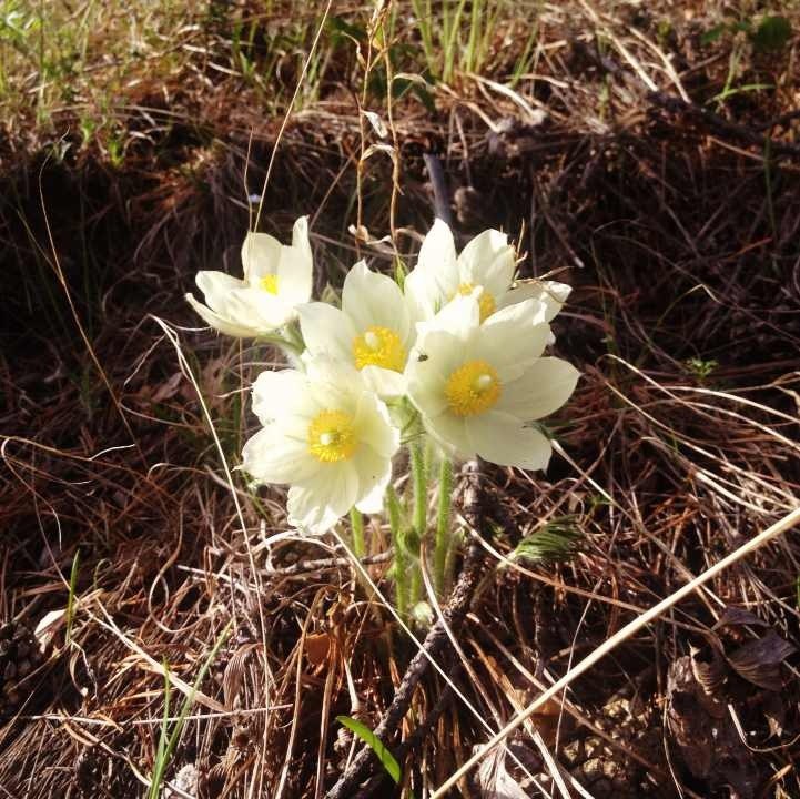 Александра Шурыгина | Улан-Удэ