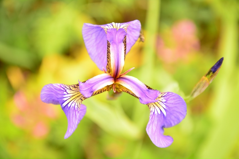 Виталий Стрельцов | Петрозаводск