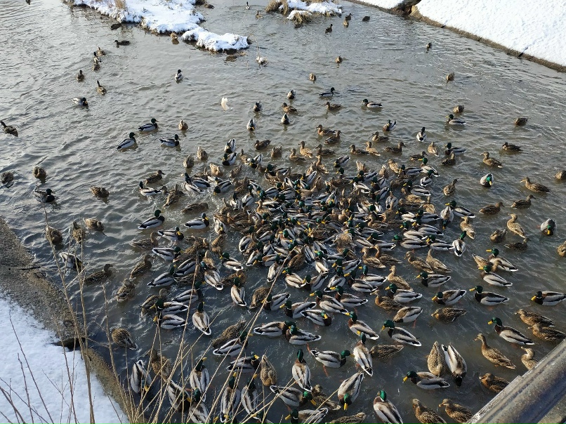Сергей Иевлев | Сыктывкар