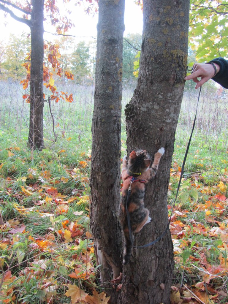 Сергей Быстров | Санкт-Петербург