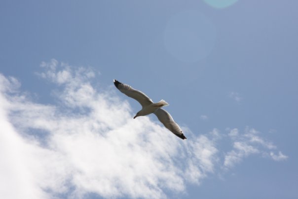 Андрей Михельсон | Тель-Авив