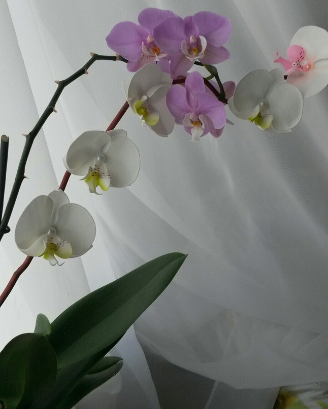 Мария Сомова | Пятигорск