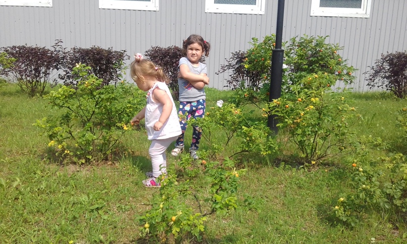 Елена Моисеева | Луга