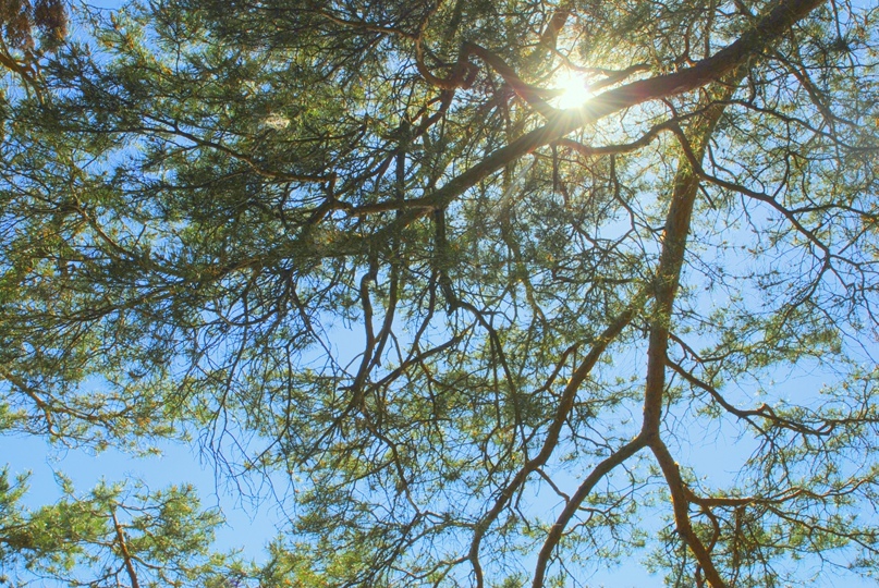 Елена Дворникова | Йошкар-Ола