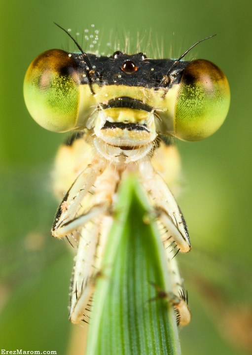 Юлия Старикова ~Reina~ | Тверь