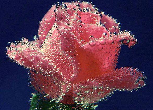 Алла Шульгина | Санкт-Петербург