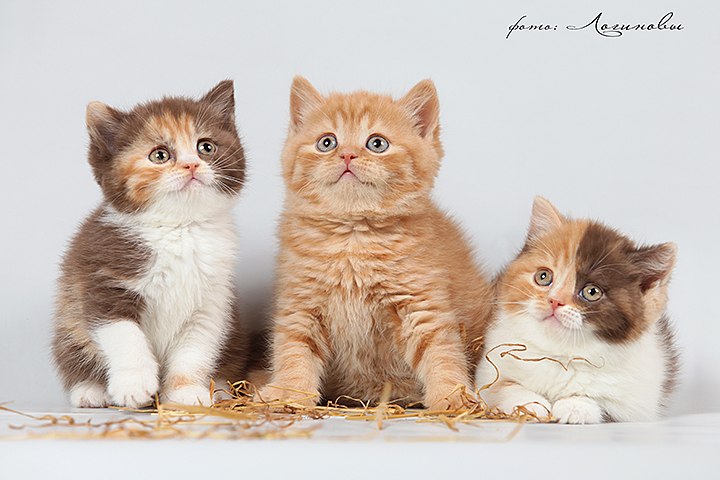 Марина Малинская | Санкт-Петербург