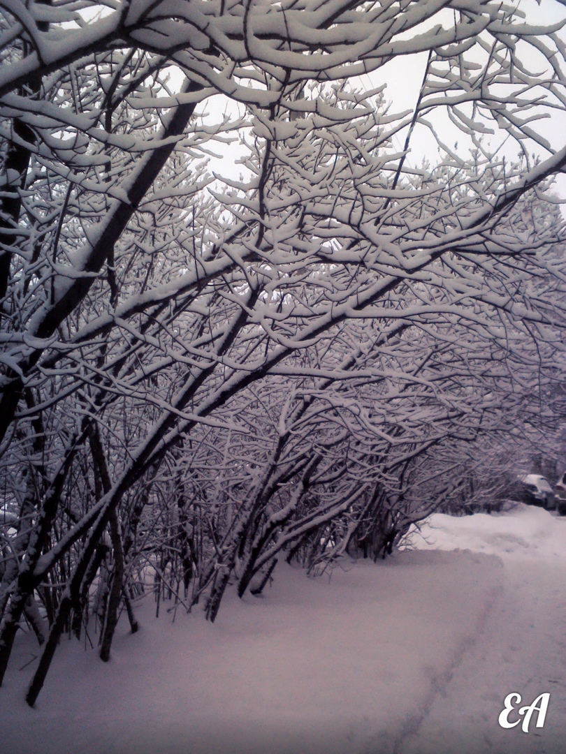 Елена Трапезникова | Ярославль