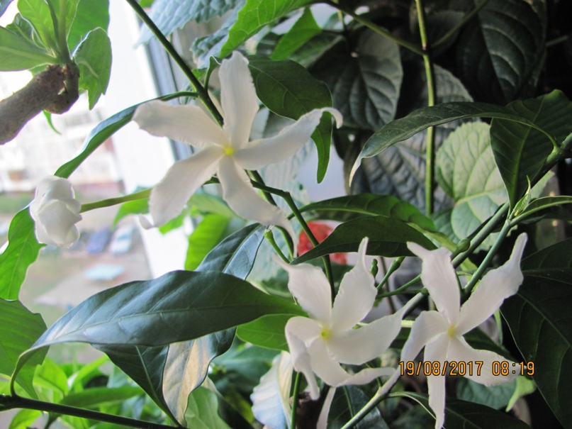 Елена Поленова | Оренбург