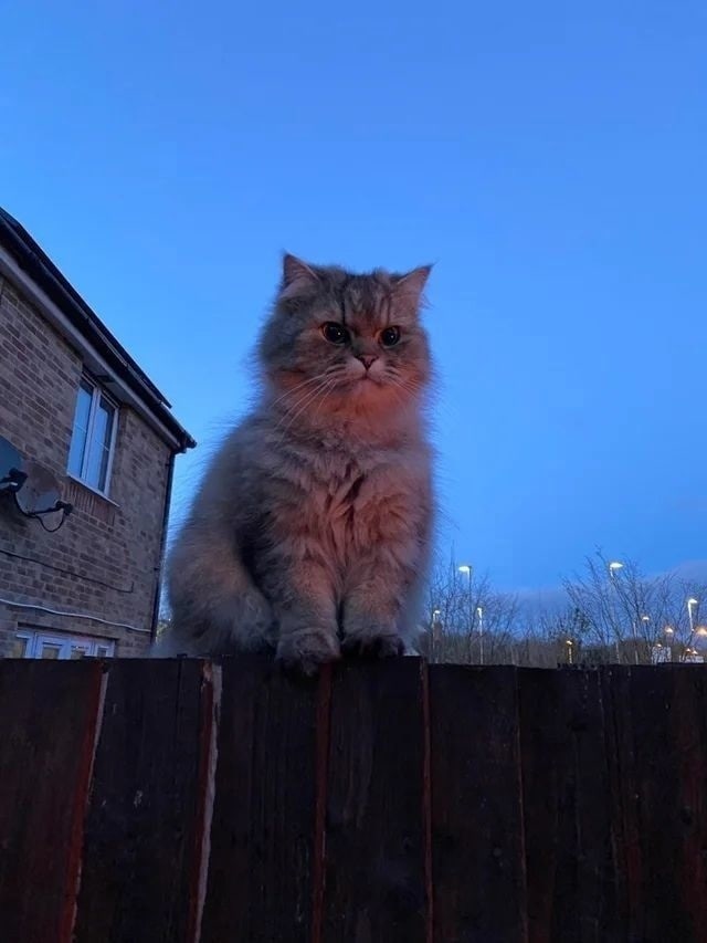 Кирилл Павлович | Санкт-Петербург