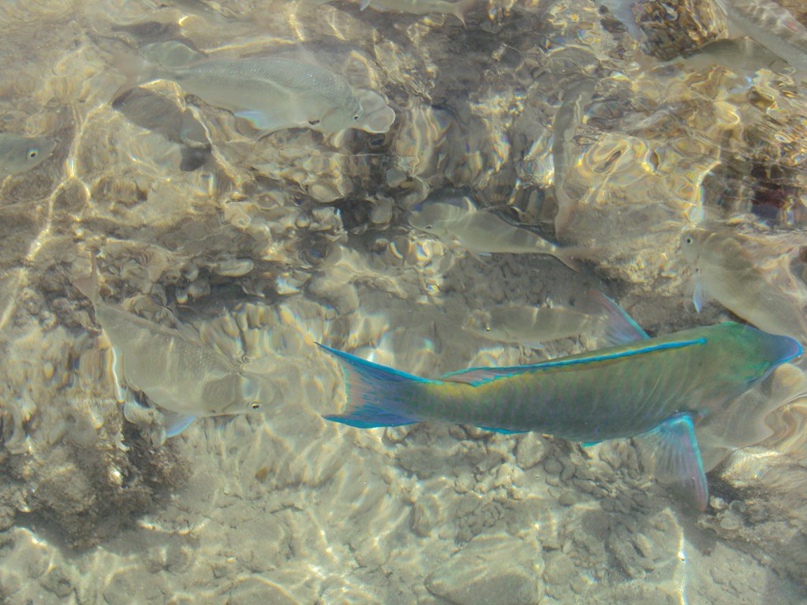 Дарья Пугачёва | Гулькевичи