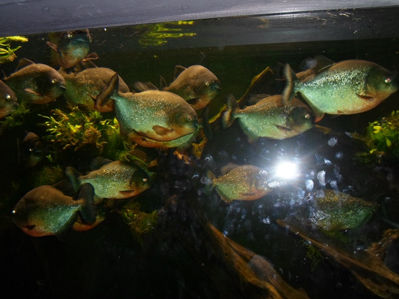 Сергей Борисевич | Лунинец