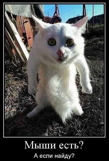 Владимир Петров | Санкт-Петербург