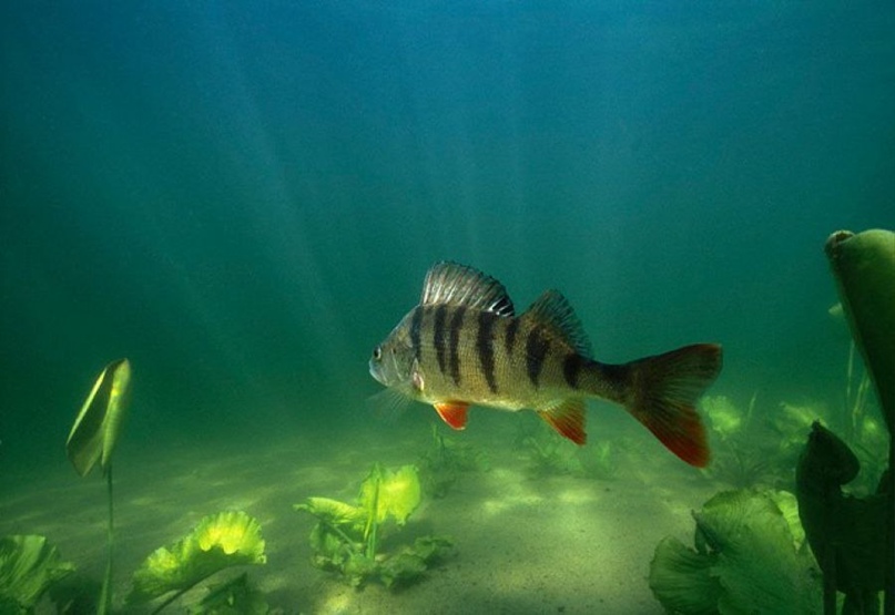 Алексей Варенцов | Дзержинск