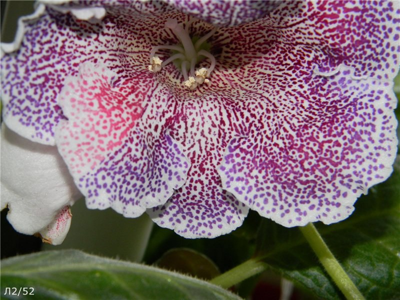 Мария Миляева | Москва