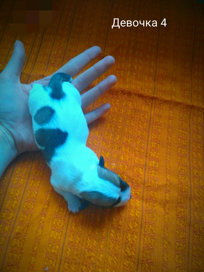 Ирина Покровская | Москва