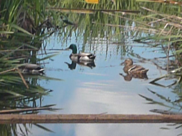 Мария Агапитова | Петрозаводск