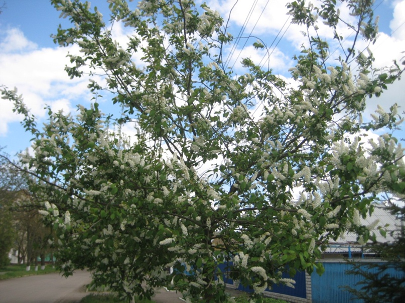 Светлана Яворская | Симферополь