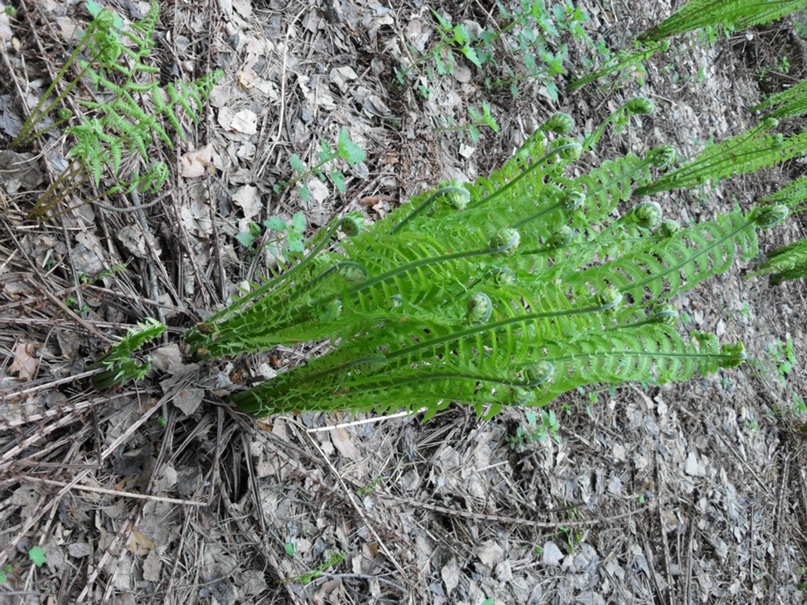 Галина Голубкова ~ ¤ ~  Сакура  ~ ¤ ~ | Артемовский