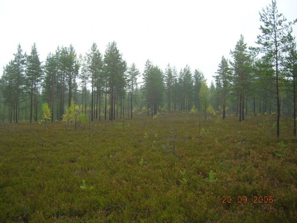 Сергей Якушенко | Санкт-Петербург