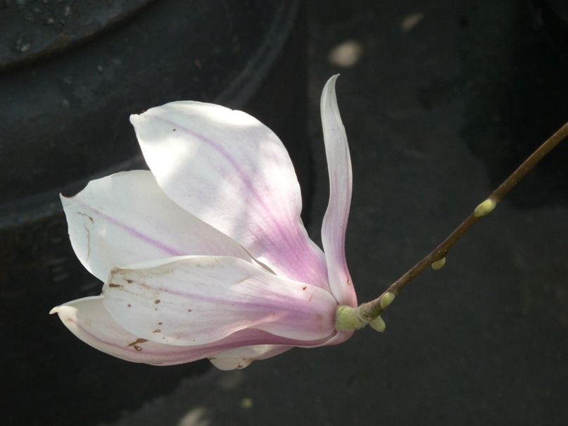 Маша Ленская | Санкт-Петербург