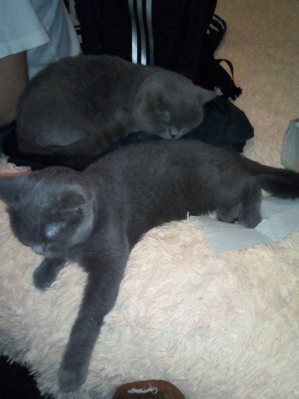 Надежда Гордеева | Раменское