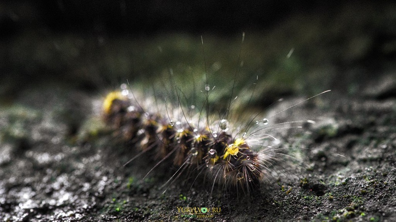 Юрий Львов | Москва