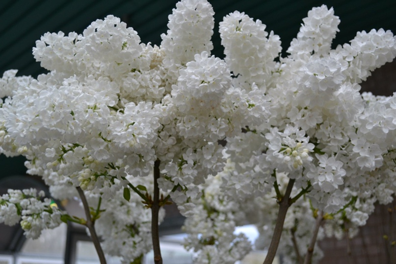 Ольга Прокофьева | Санкт-Петербург