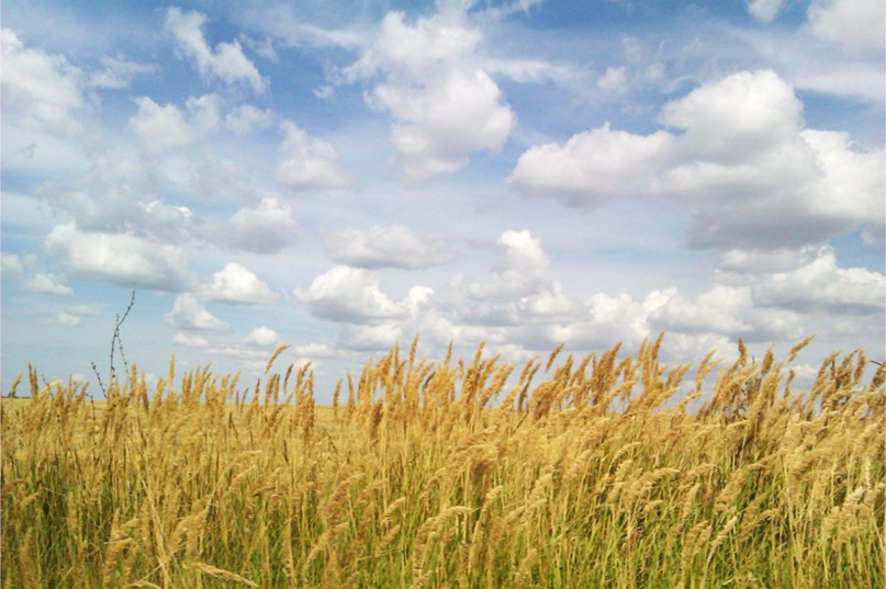 Диана Газизова |