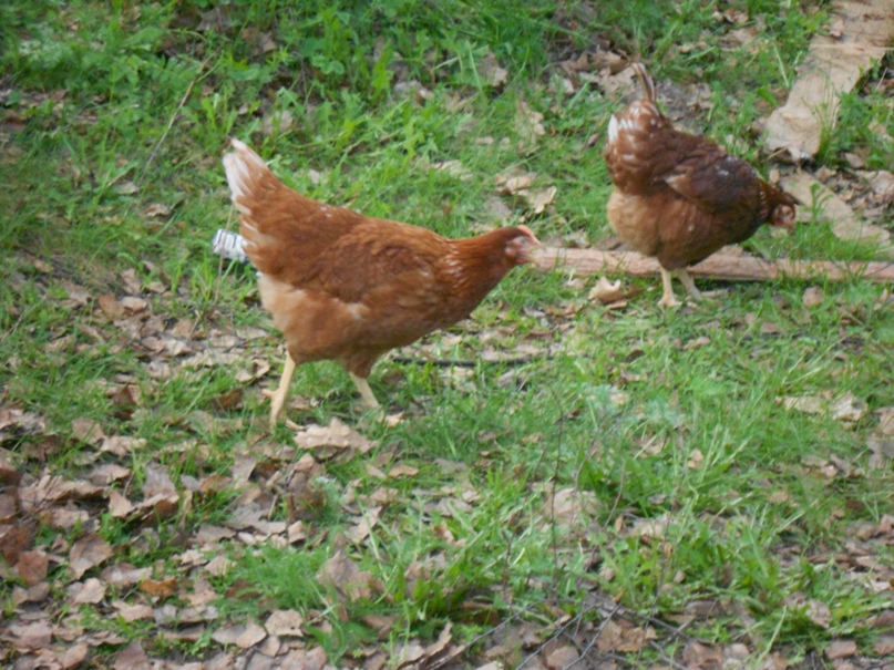 Фарида Галиакберова | Бавлы