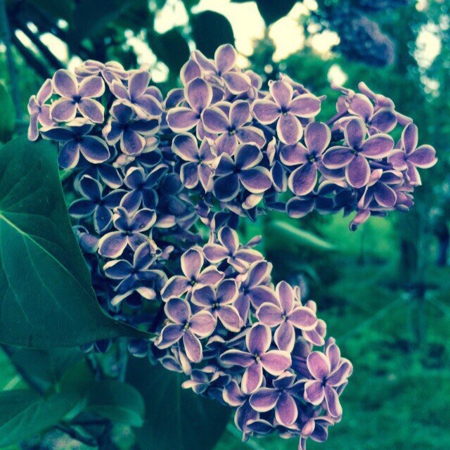 Ирина Васюк | Витебск