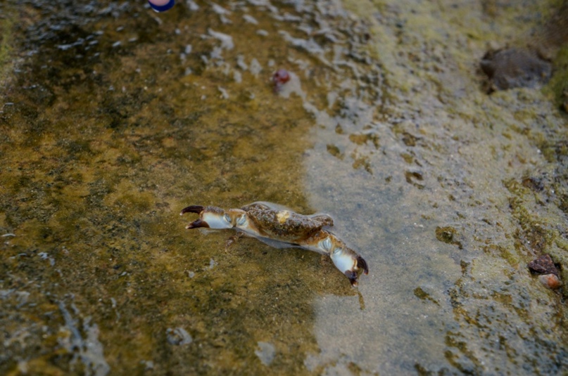 Марина Ноздрина Vesna | Киев