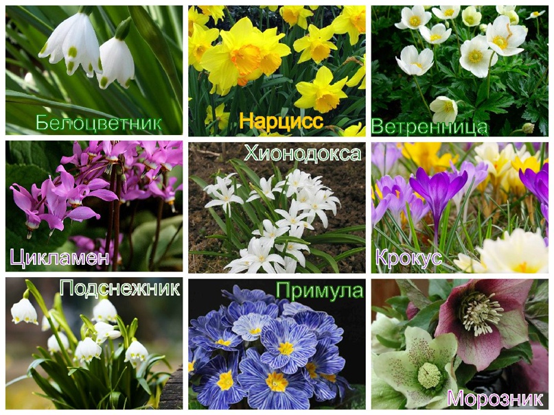 Елена Руднева | Ставрополь