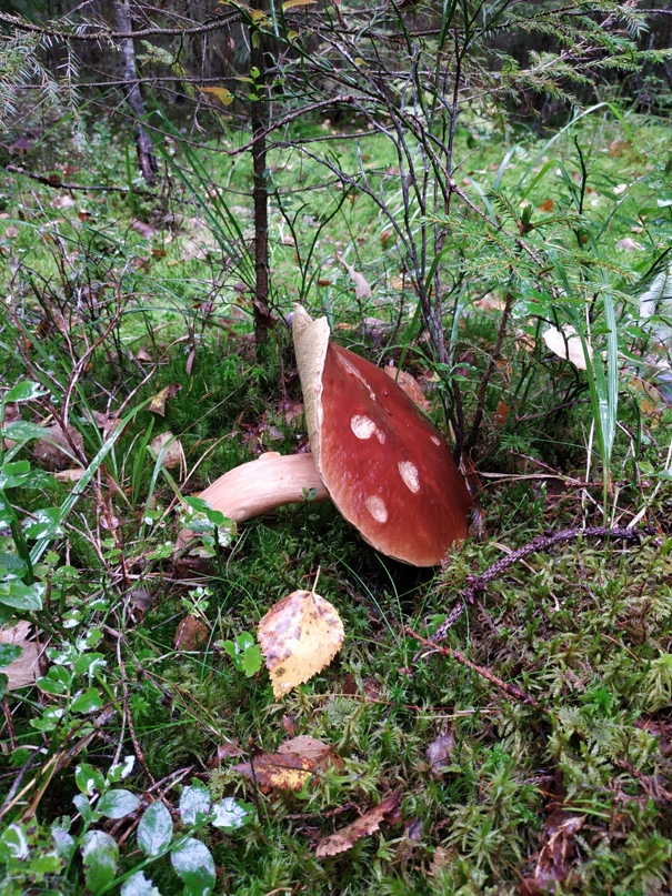 Андрей Алексеев | Санкт-Петербург