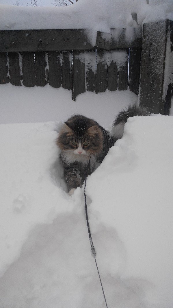Александр Мильков | Архангельск