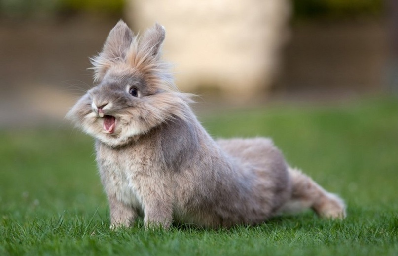 Ирина Энгельман | Тула