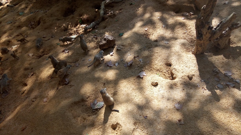 Кристина Пронина | Новосибирск