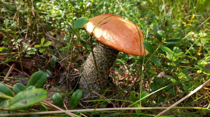 Ирина Осипова | Санкт-Петербург