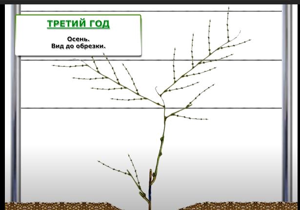 Виктория Долженко | Донецк