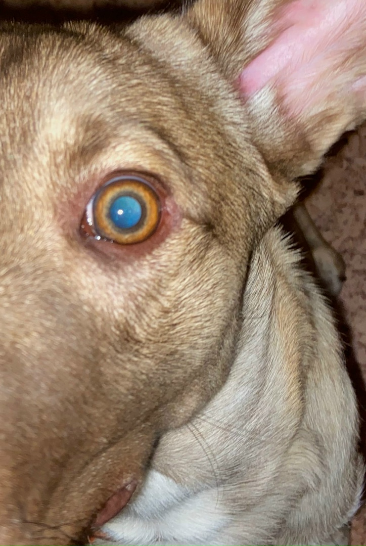 Анна Фомичёва † | Москва