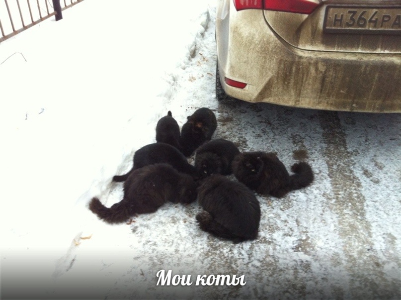 Владимир Солопов | Тамбов