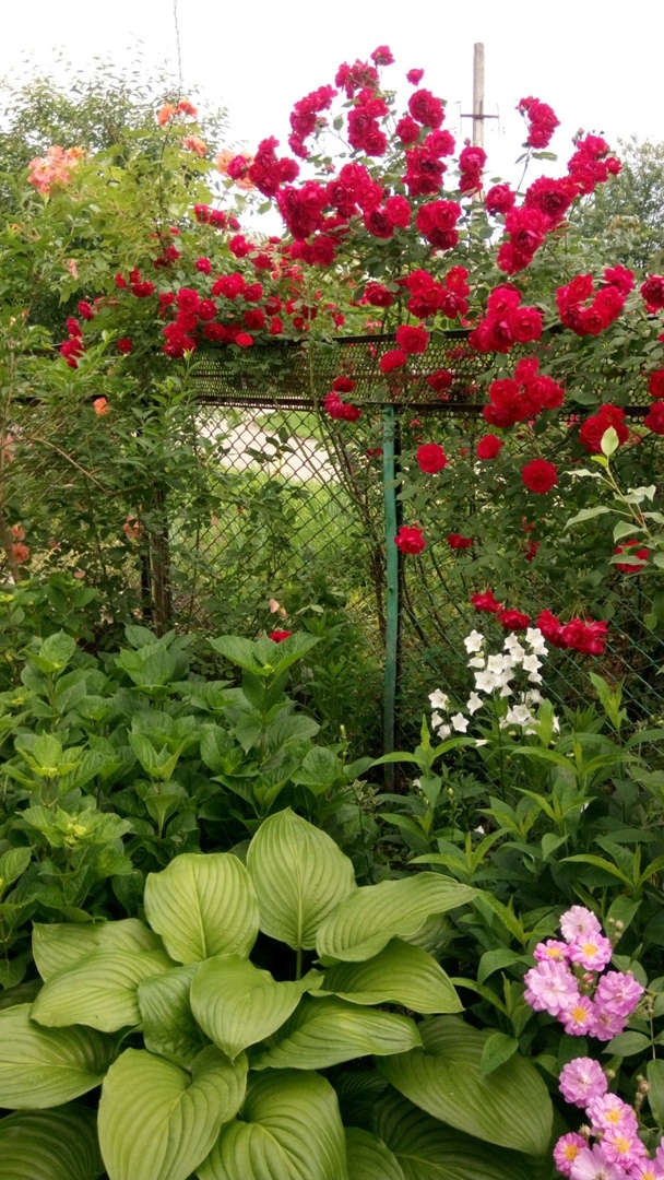 Андрей Швед |