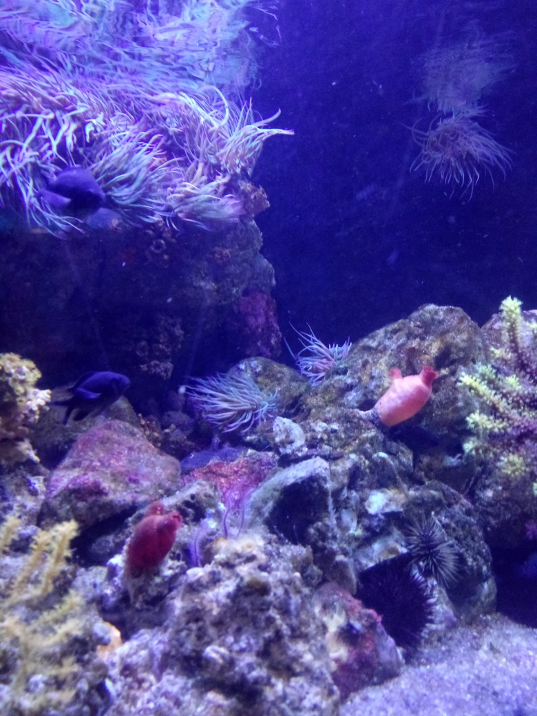 Надюшка Иванова | Колпино